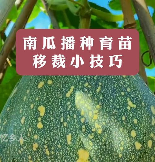 蜜本南瓜种子催芽播种方法？步骤和注意事项是什么？