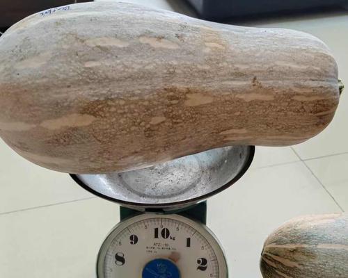蜜本南瓜种子催芽播种方法？步骤和注意事项是什么？