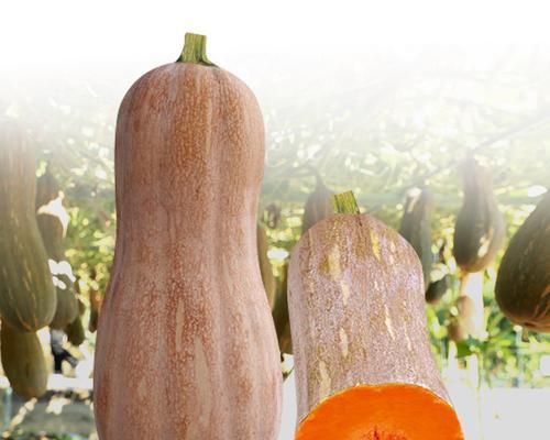 蜜本南瓜种子催芽播种方法？步骤和注意事项是什么？