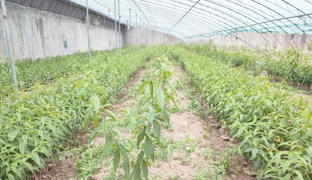 桃子怎么种植方法？从播种到收获的全过程指南？