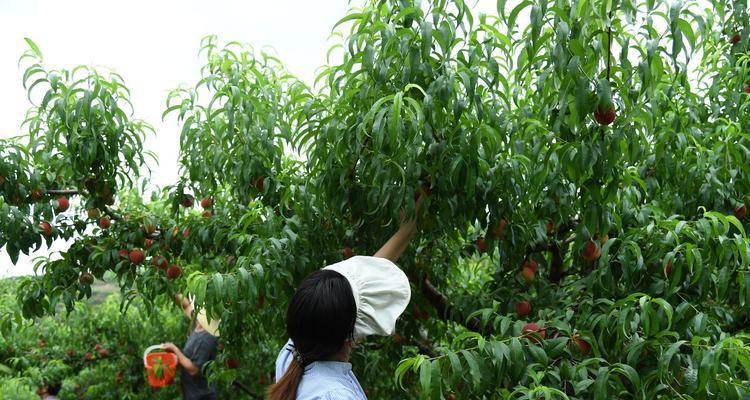 桃子怎么种植方法？从播种到收获的全过程指南？