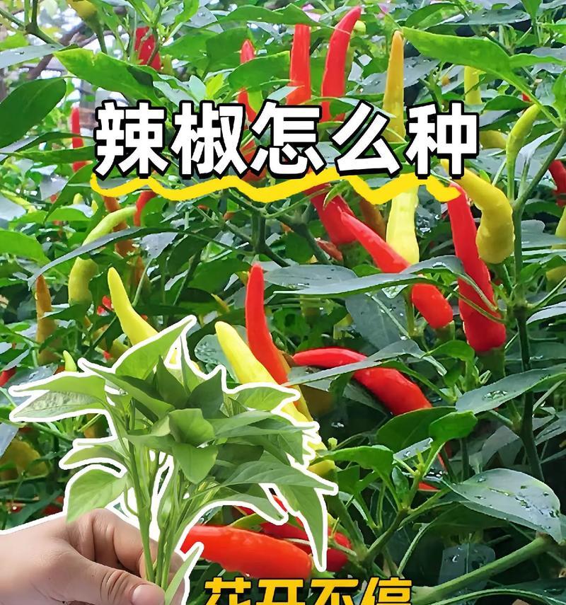 辣椒不催芽直接种植的正确步骤是什么？遇到问题如何解决？