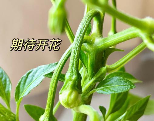 辣椒不催芽直接种植的正确步骤是什么？遇到问题如何解决？