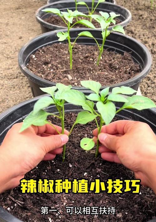 辣椒不催芽直接种植的正确步骤是什么？遇到问题如何解决？