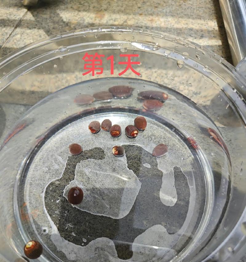 碗莲种子催芽方法是什么？需要多长时间才能发芽？