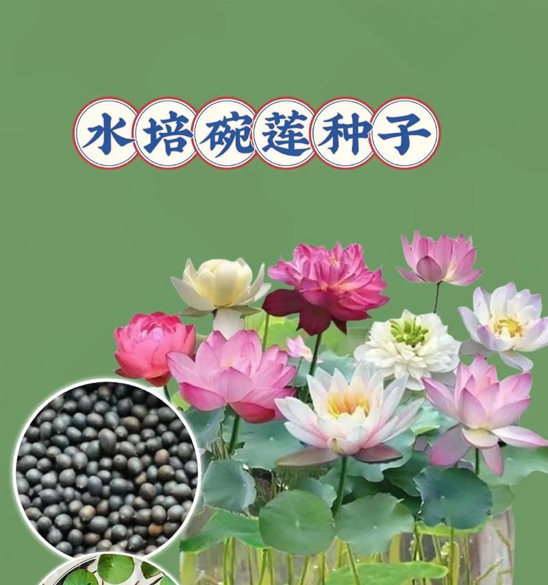 碗莲种子催芽方法是什么？需要多长时间才能发芽？
