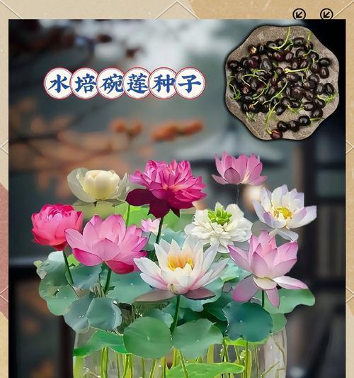 碗莲种子催芽方法是什么？需要多长时间才能发芽？