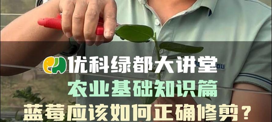 蓝莓修剪枝条杀菌方法是什么？如何有效预防病害？