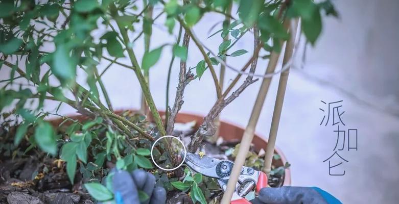 蓝莓修剪枝条杀菌方法是什么？如何有效预防病害？