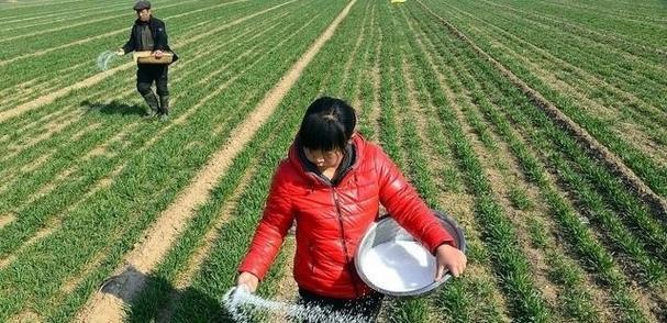 小麦催芽的最佳方法是什么？需要多长时间才能发芽？