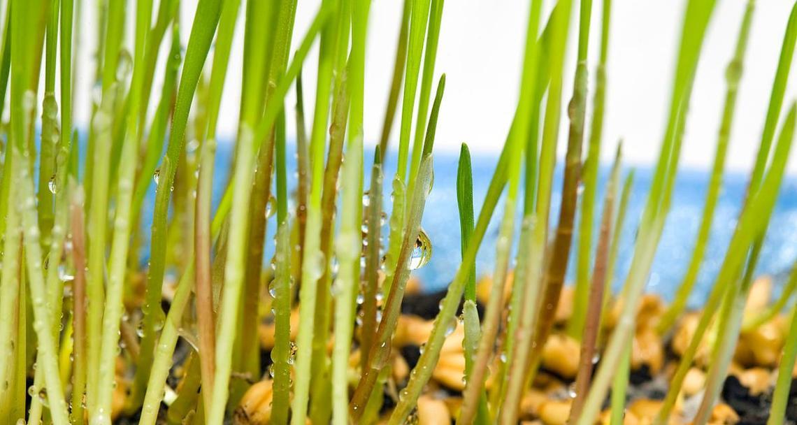 小麦催芽的最佳方法是什么？需要多长时间才能发芽？