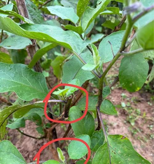 红茄子修剪枝条的最佳时机是什么时候？修剪后如何管理？