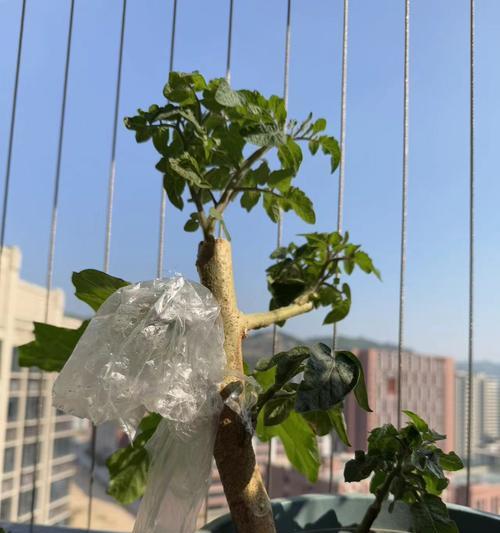 红茄子修剪枝条的最佳时机是什么时候？修剪后如何管理？