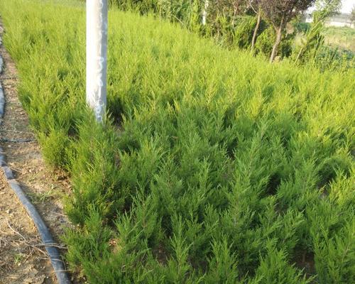 松柏小苗修剪枝条的最佳时机和方法是什么？
