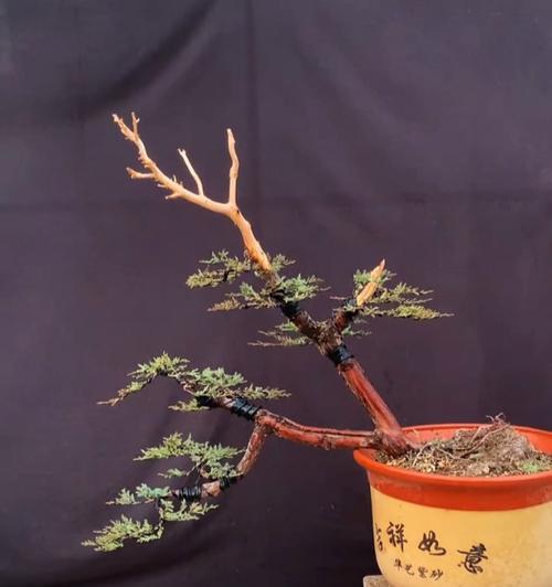 松柏小苗修剪枝条的最佳时机和方法是什么？