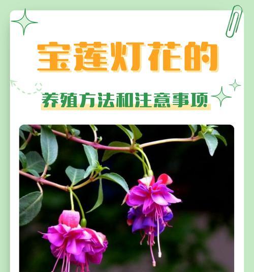 104朵花代表什么含义？花语解释和常见问题解答？