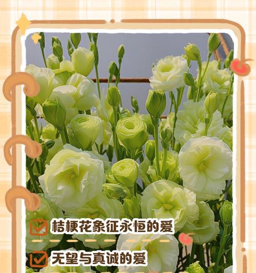 104朵花代表什么寓意？花语含义有哪些疑问？