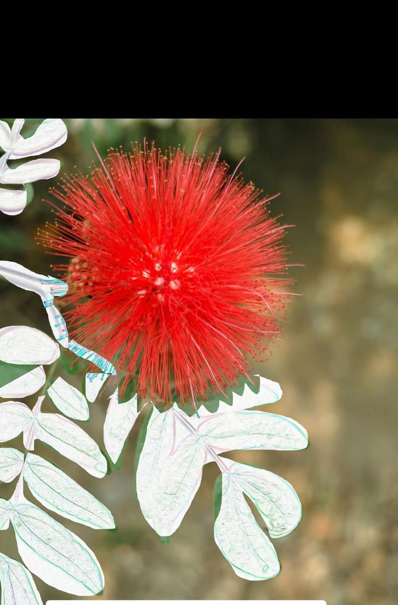 104朵花代表什么寓意？花语含义有哪些疑问？