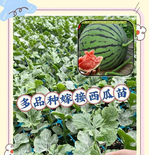 西瓜种植不催芽的方法是什么？不催芽种植西瓜有哪些注意事项？