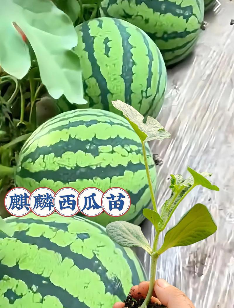 西瓜种植不催芽的方法是什么？不催芽种植西瓜有哪些注意事项？