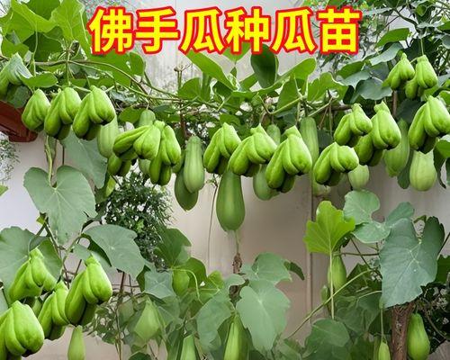 拂手瓜催芽方法是什么？需要多长时间才能发芽？