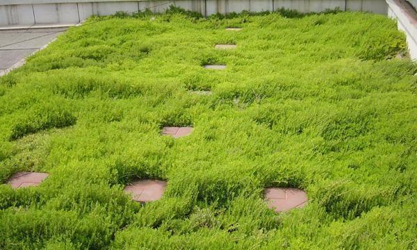 金塘芋子种植方法是什么？如何确保高产？