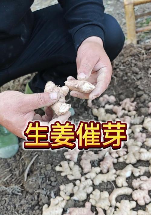 大姜催芽后如何正确种植？种植过程中需要注意哪些问题？