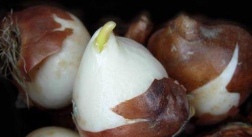 红豆花子怎么种植方法？步骤和注意事项是什么？
