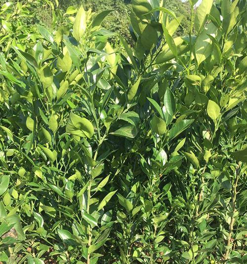 红豆花子怎么种植方法？步骤和注意事项是什么？
