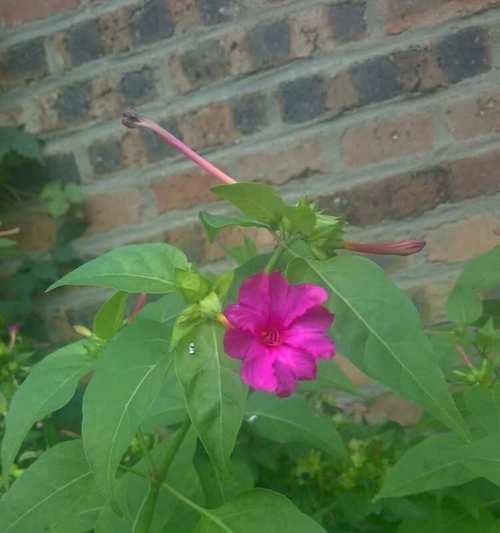 红豆花子怎么种植方法？步骤和注意事项是什么？