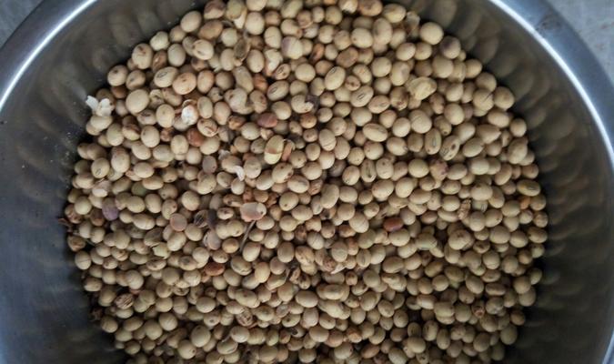 川芎籽催芽种植方法是什么？需要注意哪些常见问题？