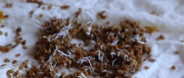 川芎籽催芽种植方法是什么？需要注意哪些常见问题？