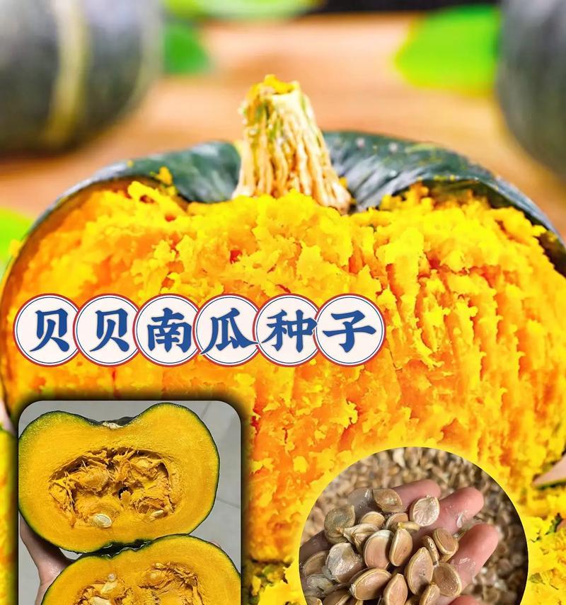 贝贝南瓜种子催芽总是失败？掌握正确方法轻松解决
