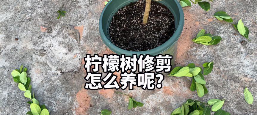 柳青修剪枝条的最佳时机是什么时候？步骤有哪些？