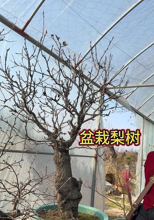 香梨树催芽的最佳方法是什么？如何确保高效率？