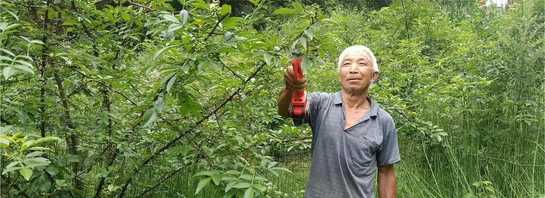 菱角修剪枝条的最佳时机是什么时候？步骤有哪些？