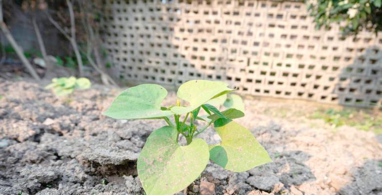 豇豆催芽怎么种的？催芽后如何正确种植？