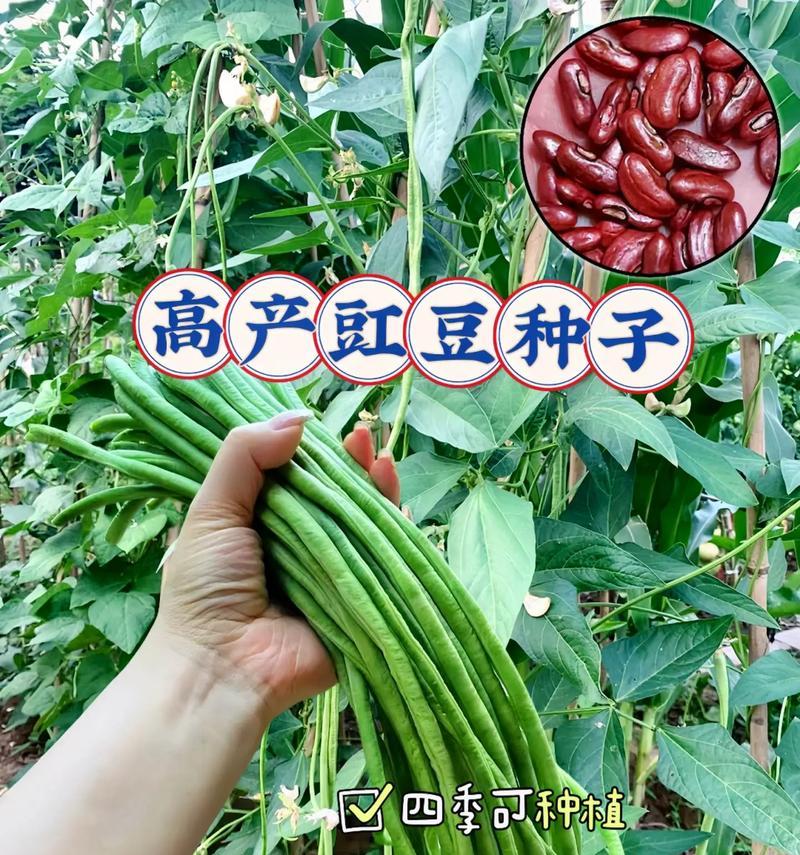 豇豆催芽怎么种的？催芽后如何正确种植？
