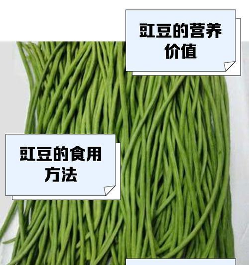 豇豆催芽怎么种的？催芽后如何正确种植？
