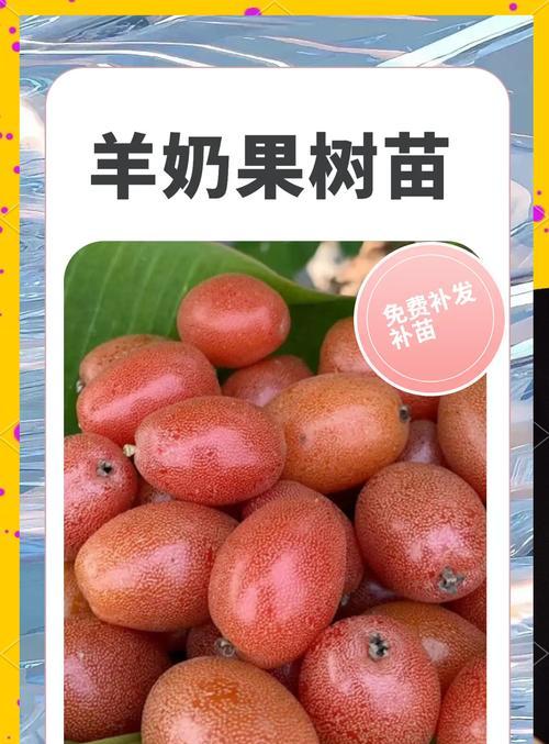 羊奶果核怎么催芽？催芽过程中的常见问题有哪些？