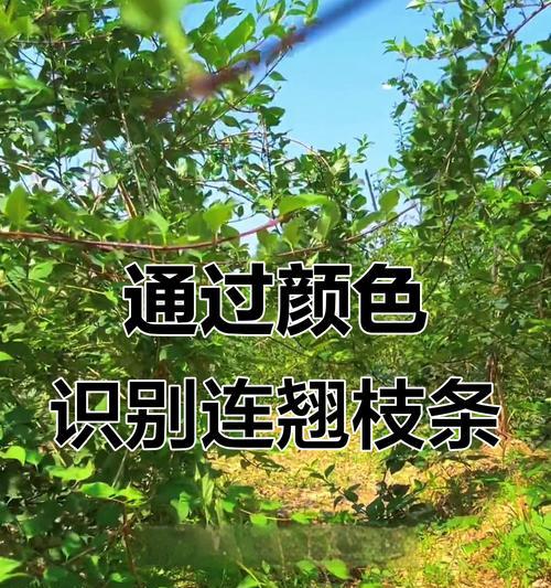 连翘修剪枝条过多的正确方法是什么？修剪后如何促进恢复生长？