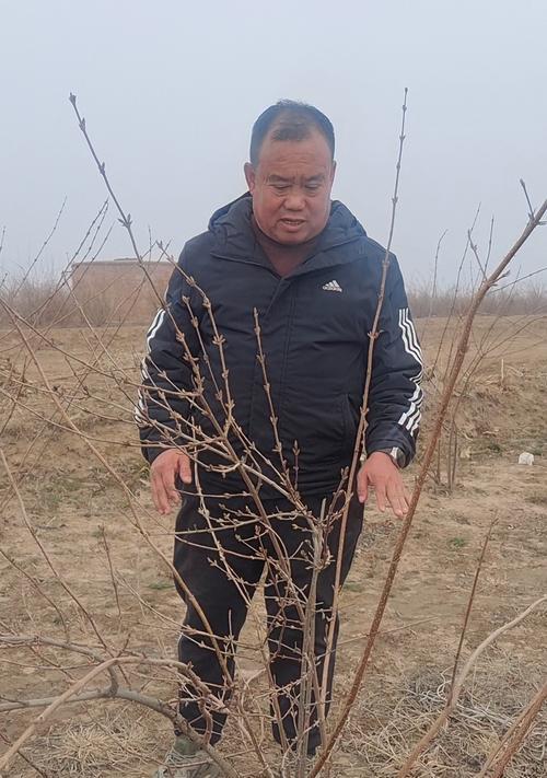 连翘修剪枝条过多的正确方法是什么？修剪后如何促进恢复生长？