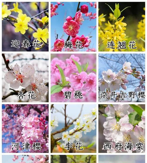 104朵花的寓意是什么意思？花语背后的含义有哪些？