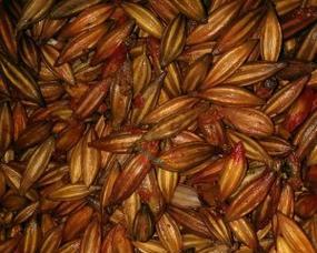 羊奶种子催芽方法是什么？需要多长时间才能发芽？