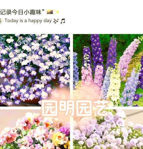 催芽完的花草种子怎么种植？种植后需要注意什么？