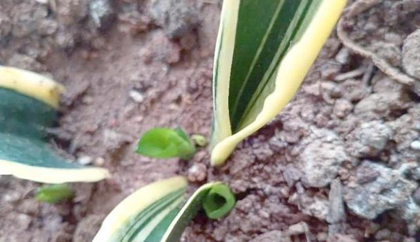 催芽完的花草种子怎么种植？种植后需要注意什么？