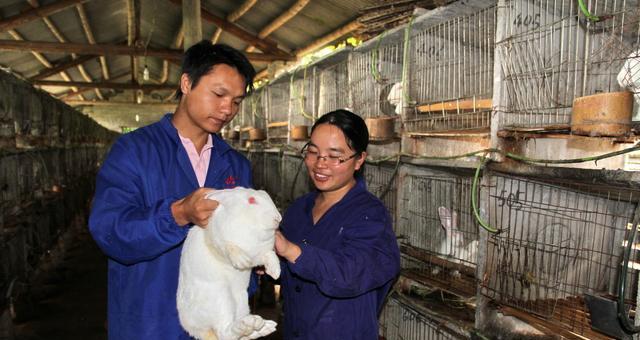 草根催芽的最佳方法是什么？步骤和注意事项有哪些？