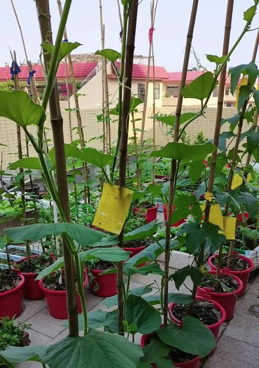 种瓠子催芽吗？怎么种才能提高成活率？