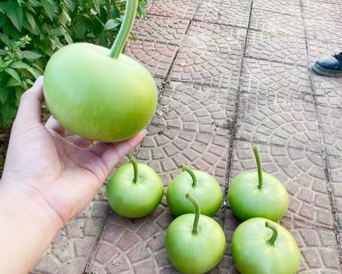 种瓠子催芽吗？怎么种才能提高成活率？