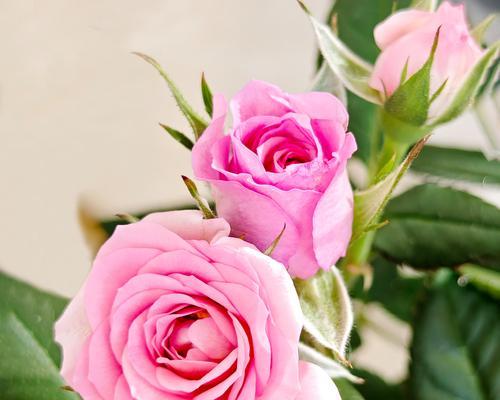 104朵花代表什么含义？花语背后的深层意义是什么？